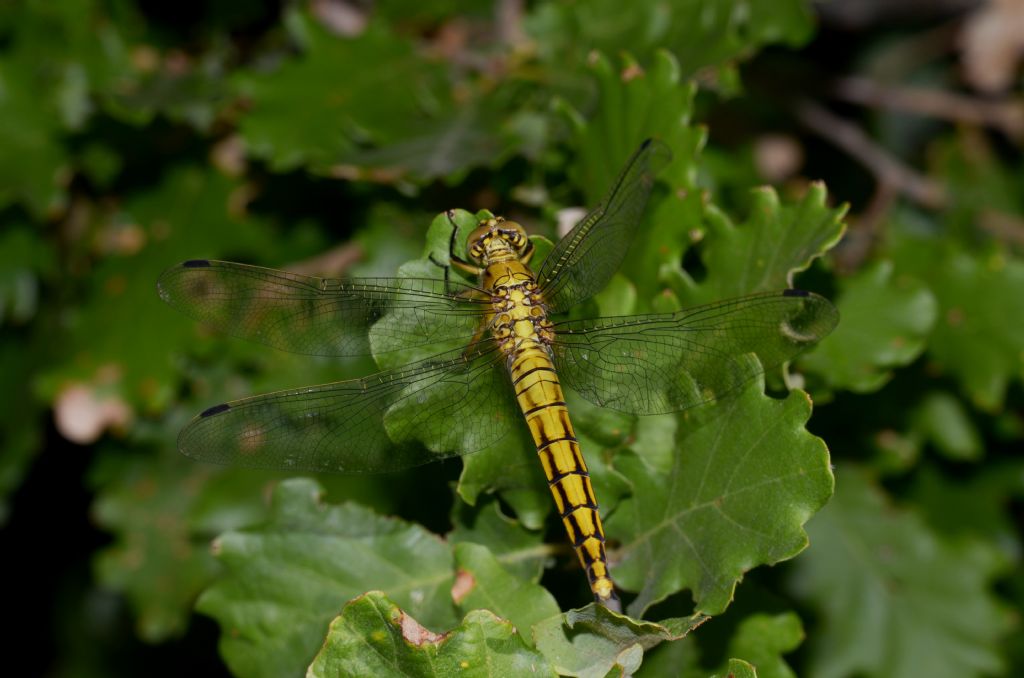 Orthetrum cancellatum ?  S !